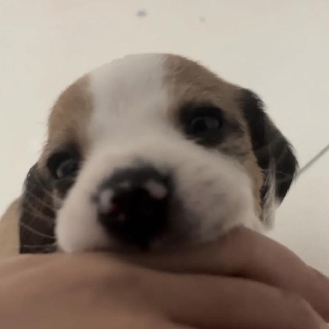 ₍^˶-𖥦-˵^₎੭肌肉大