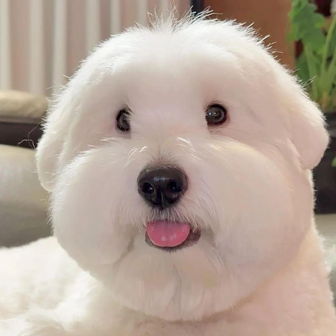 土豆丝彭～