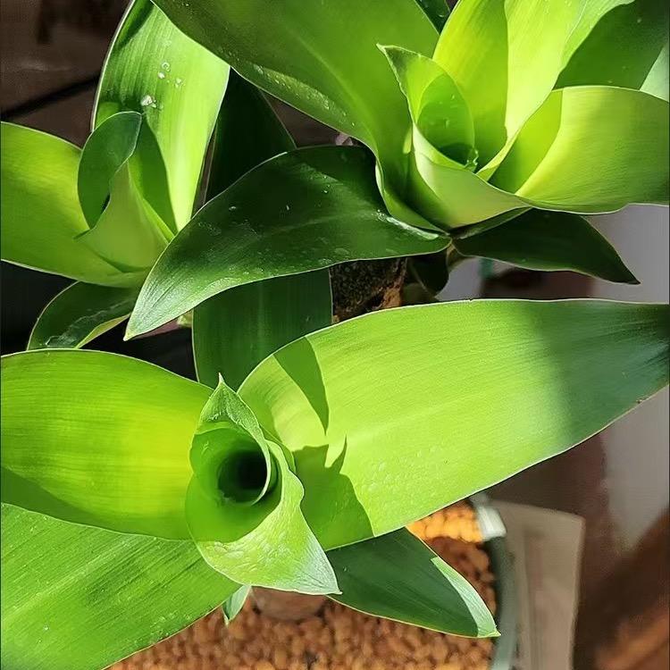 巴西木职业玩家