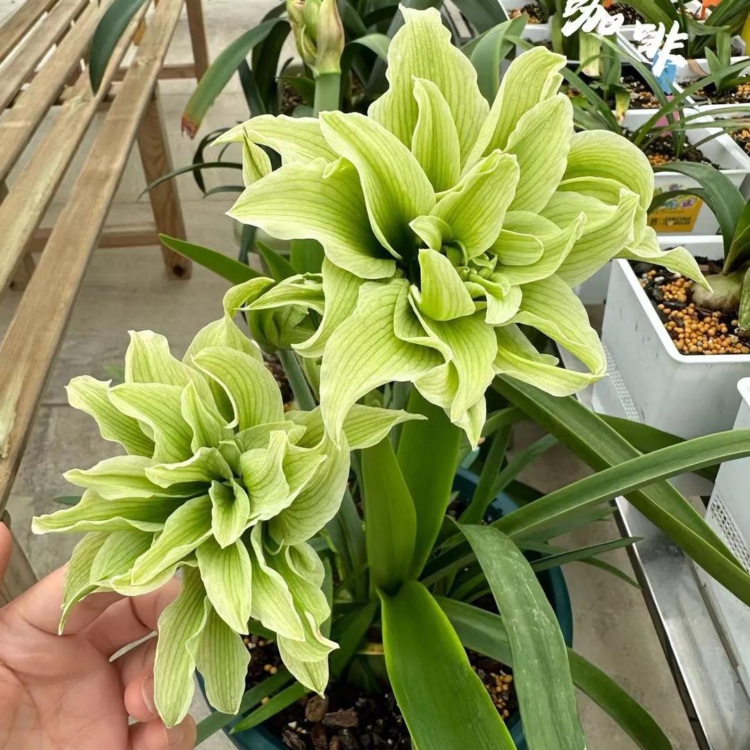 闻仔花园