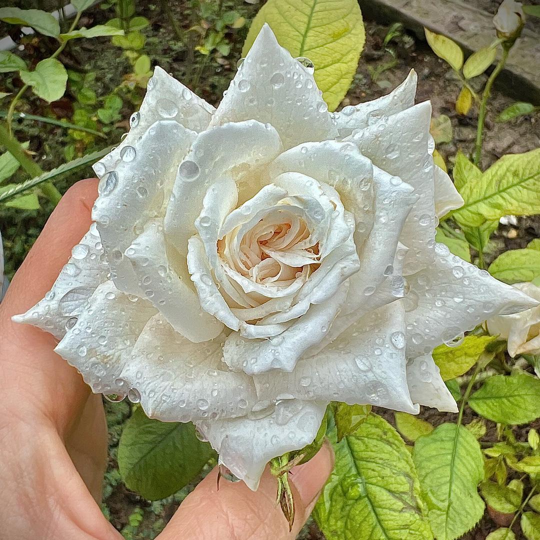 植🍀得