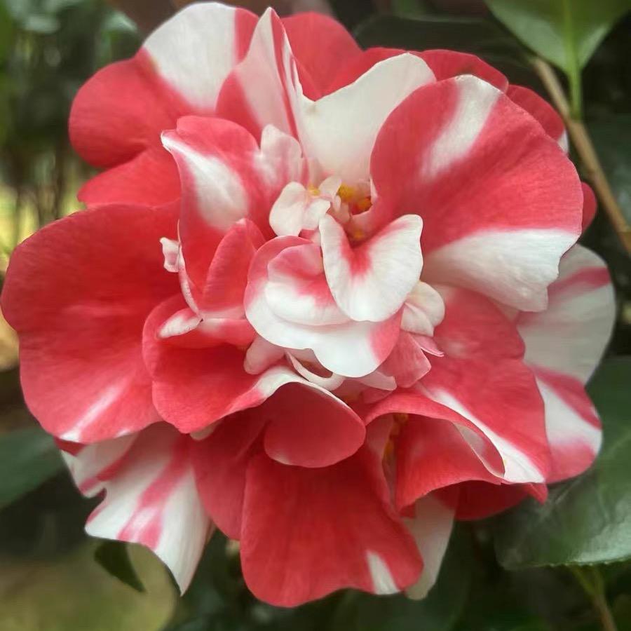 爵谷鲜花