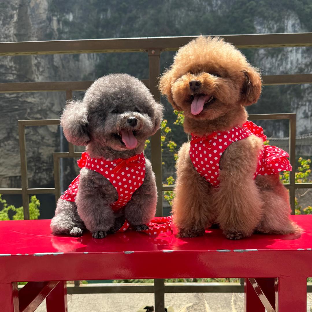 我的闺女🐶叫翠花