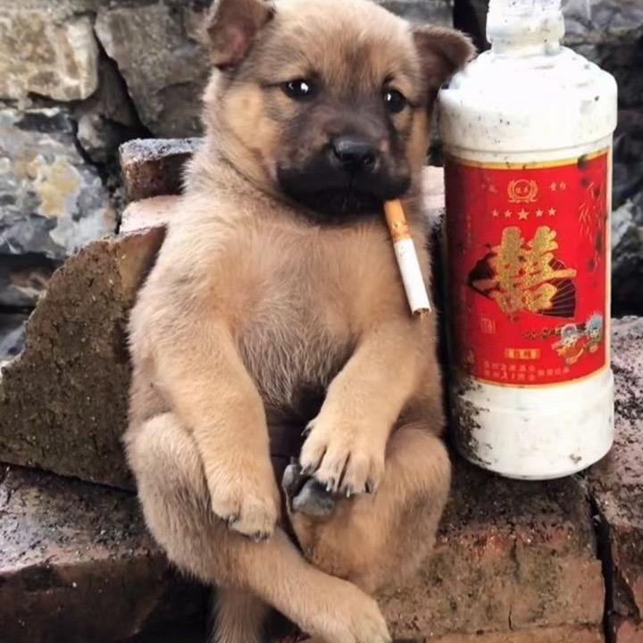 、帝君虹