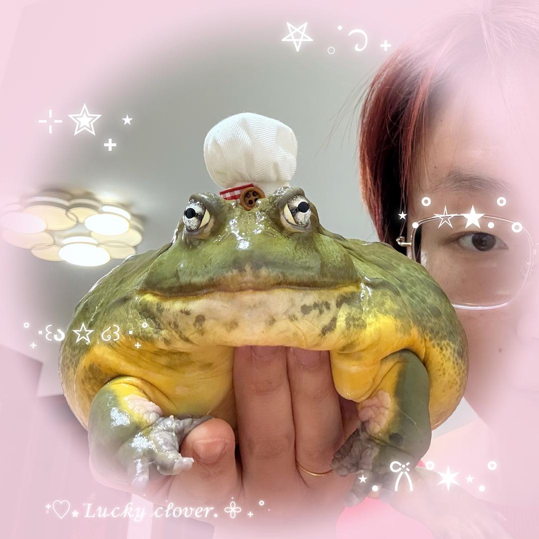 三花英短猪小皮1206（小巴之力）