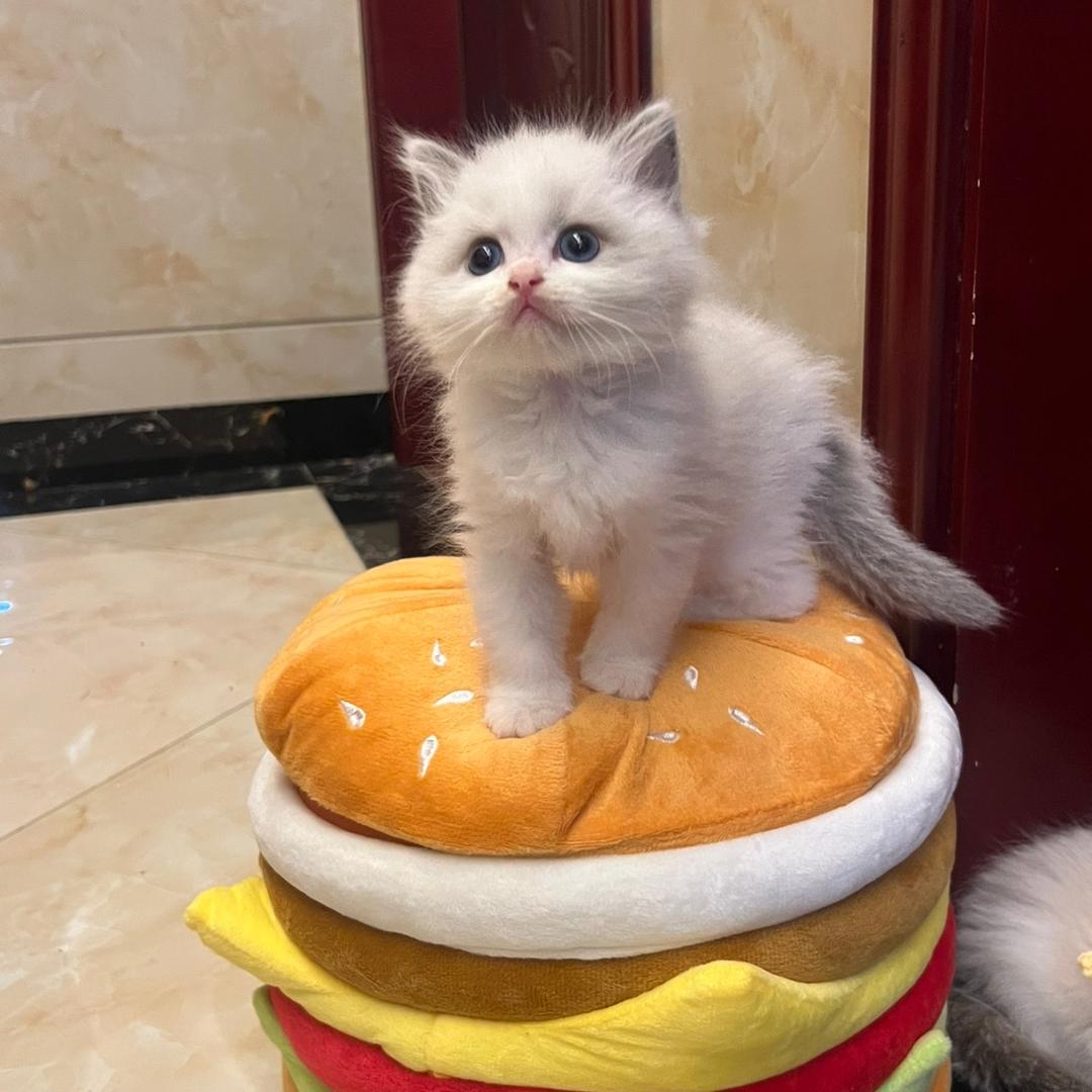 小团子