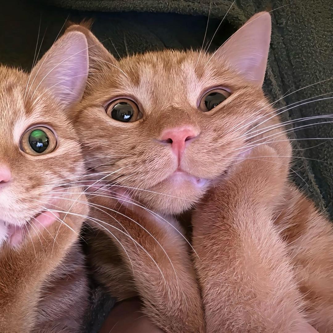 吃鸡蛋不吃黄🥚