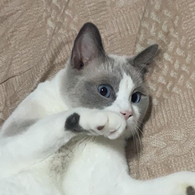 猫头园长
