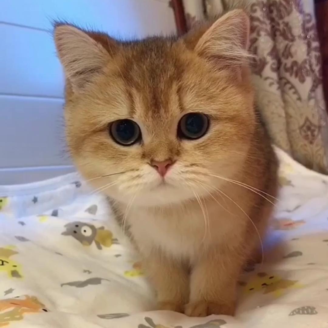 就叫我猫哥