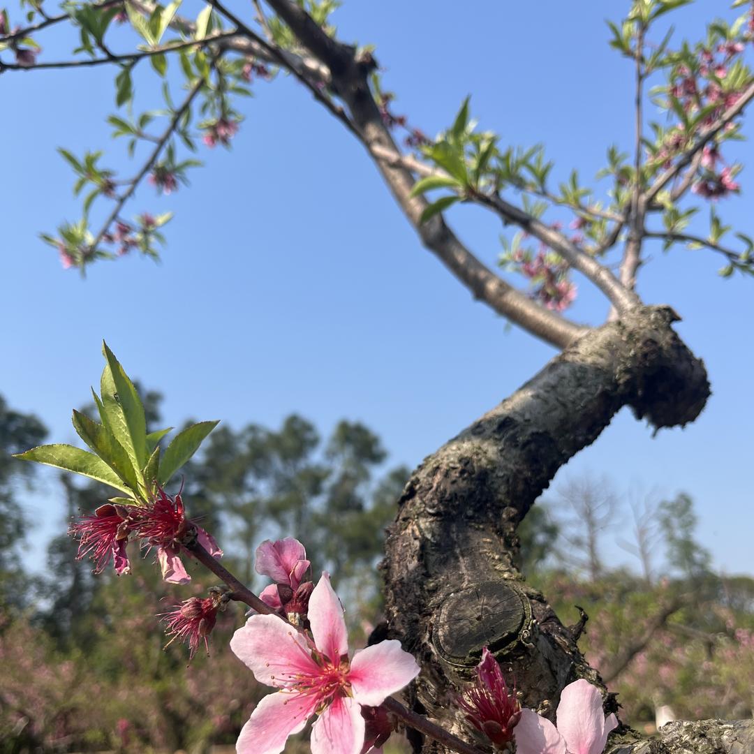 鄂城供销