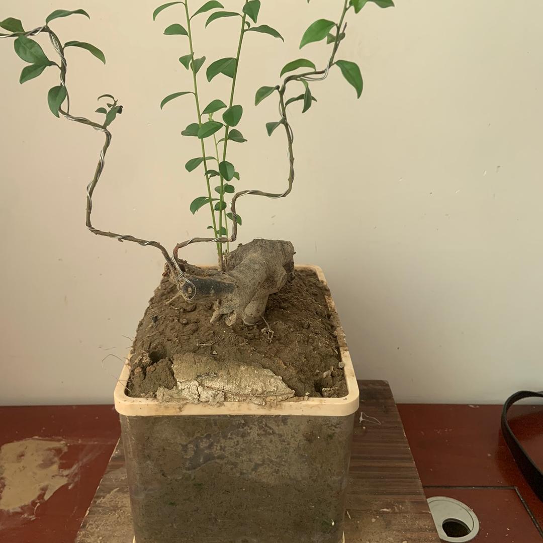 指能我玩您