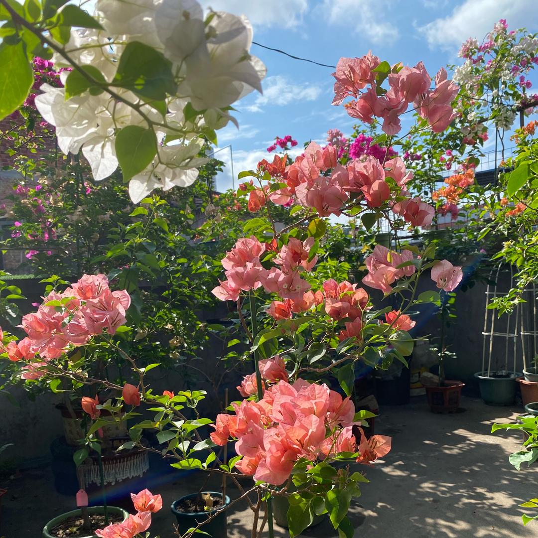 与花为伴
