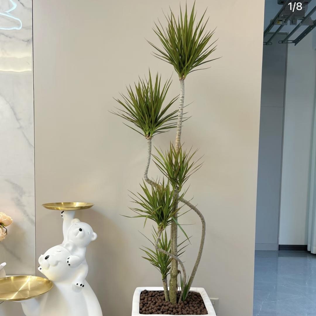 海晴花语绿植