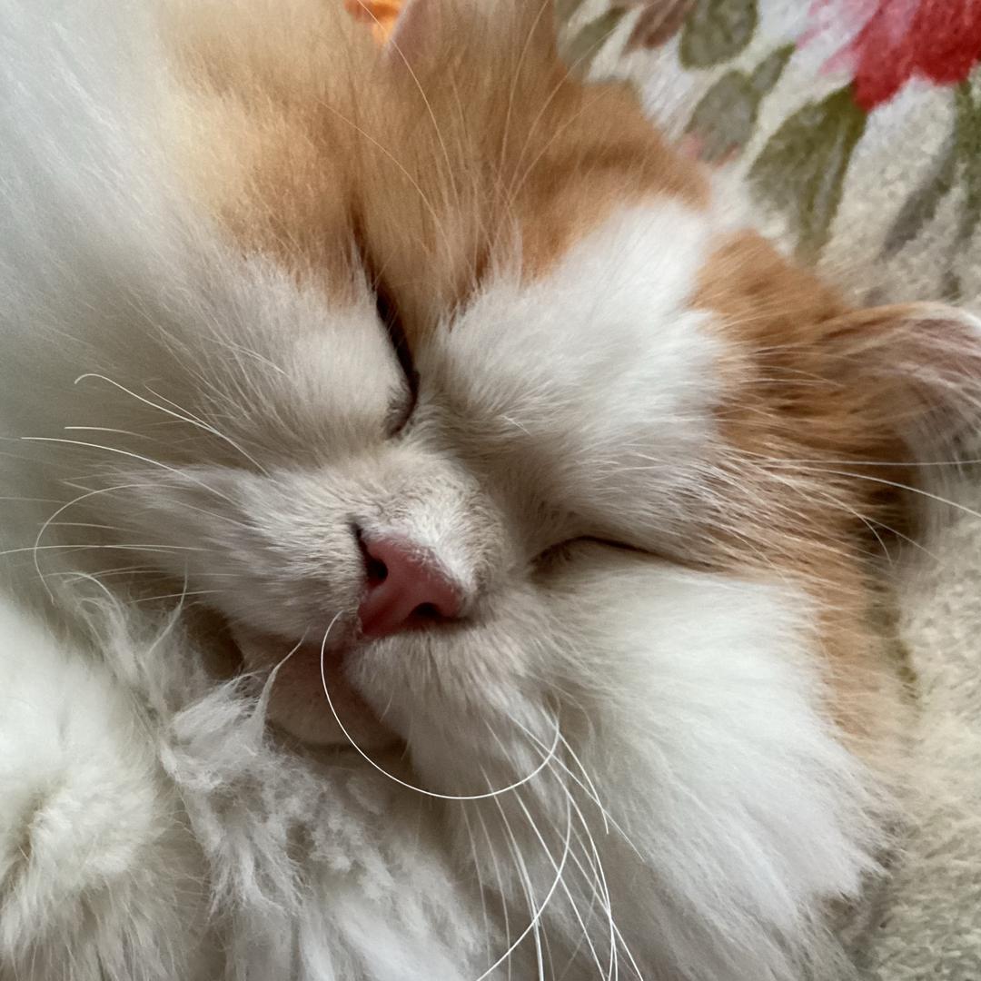 桕