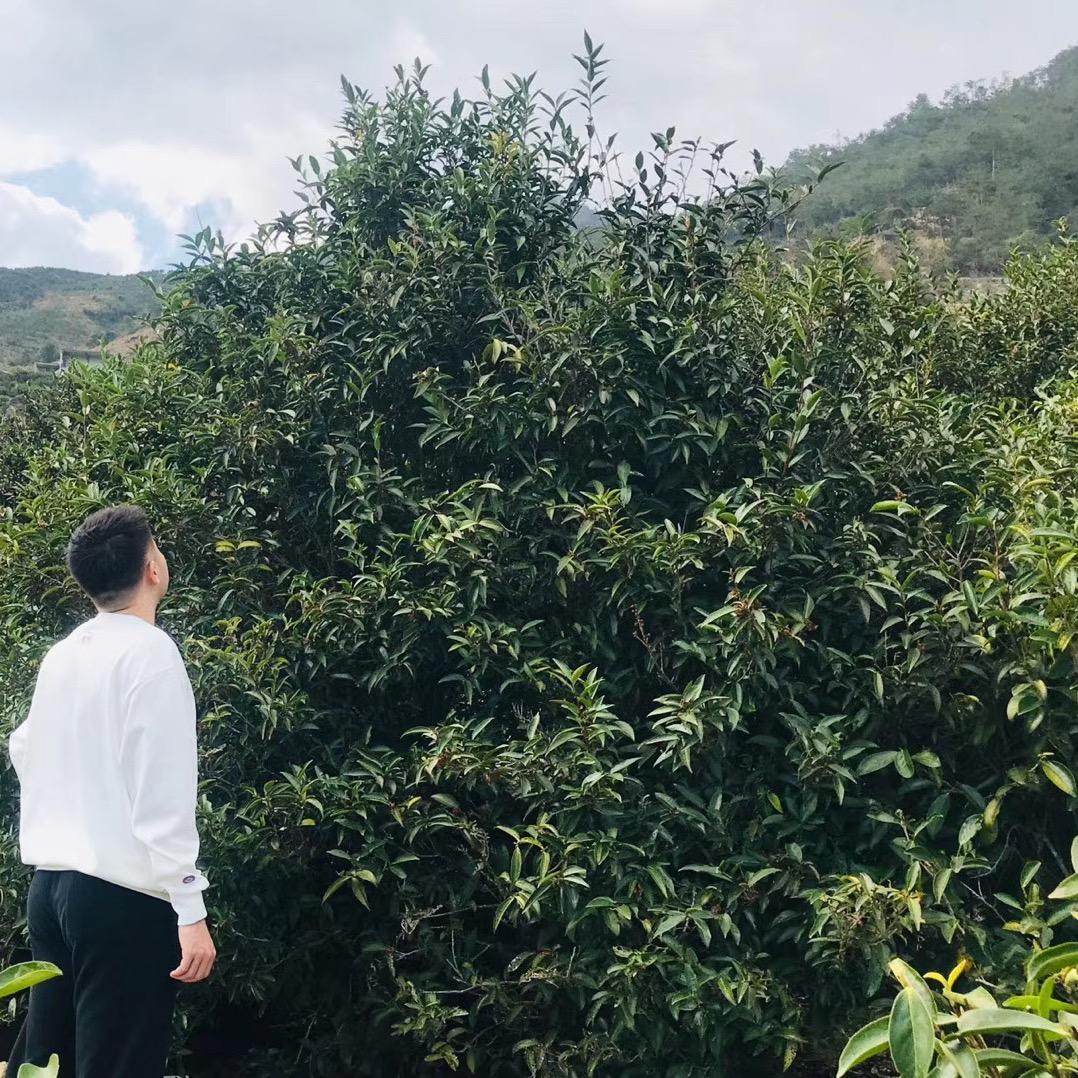 楠毓凤凰单丛茶