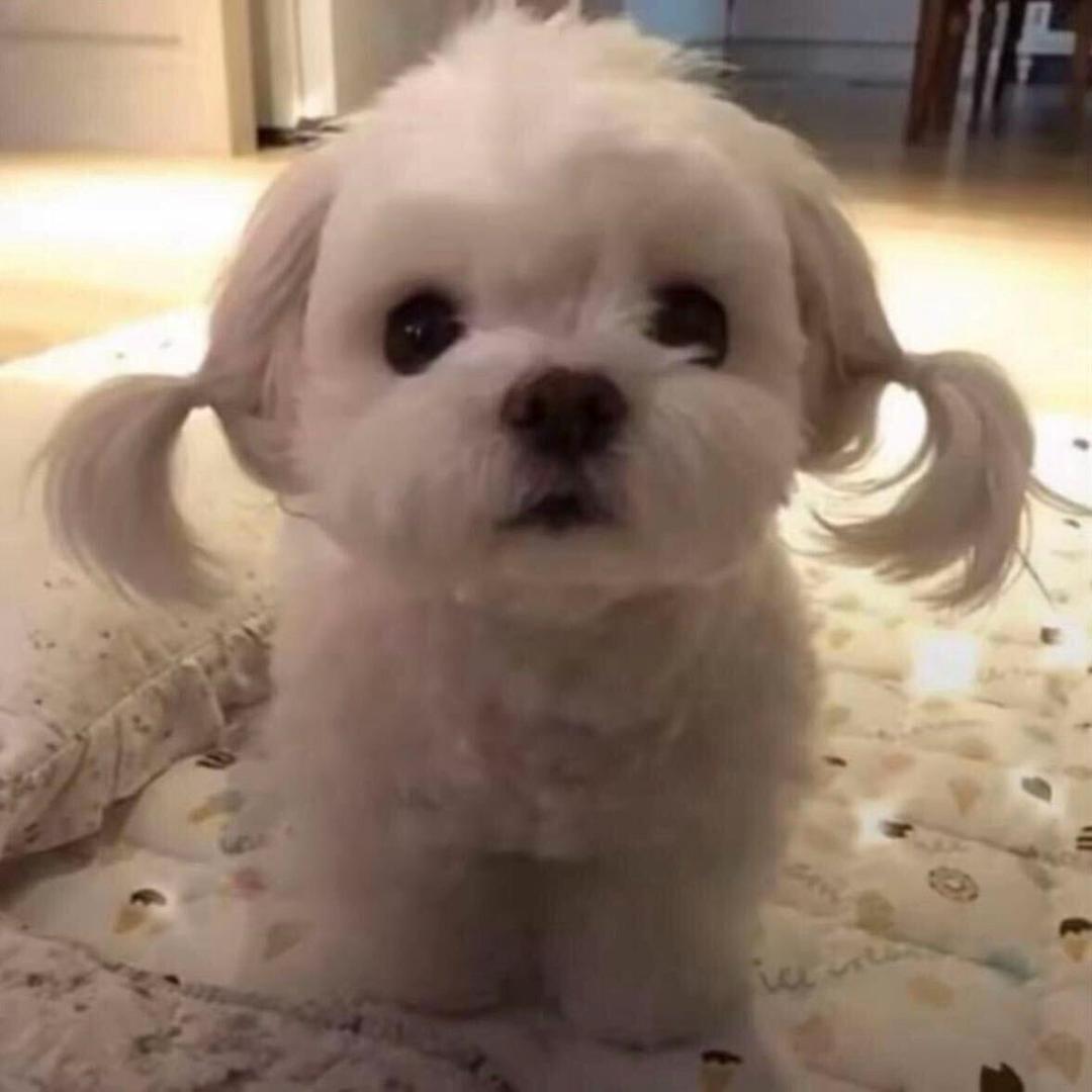 小面包