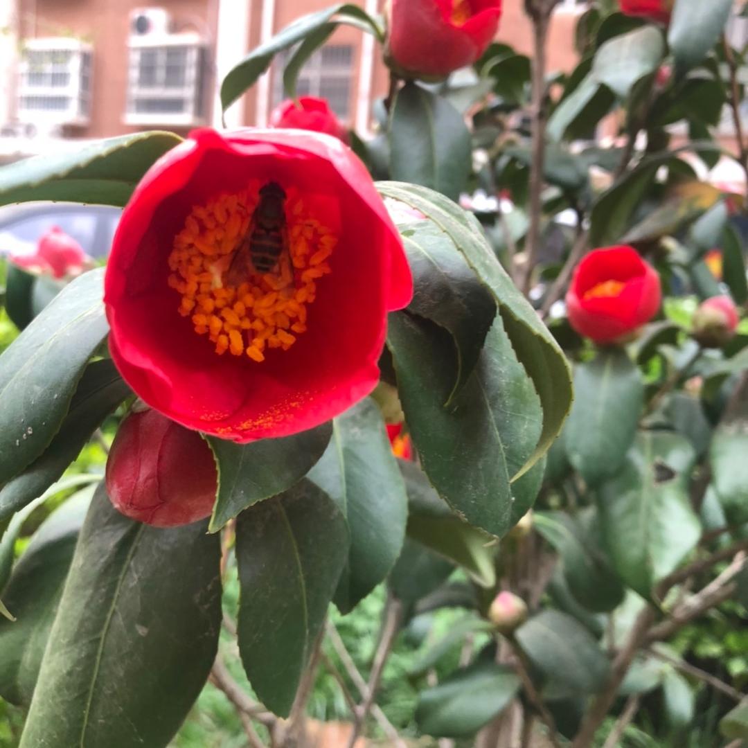 昙花一现
