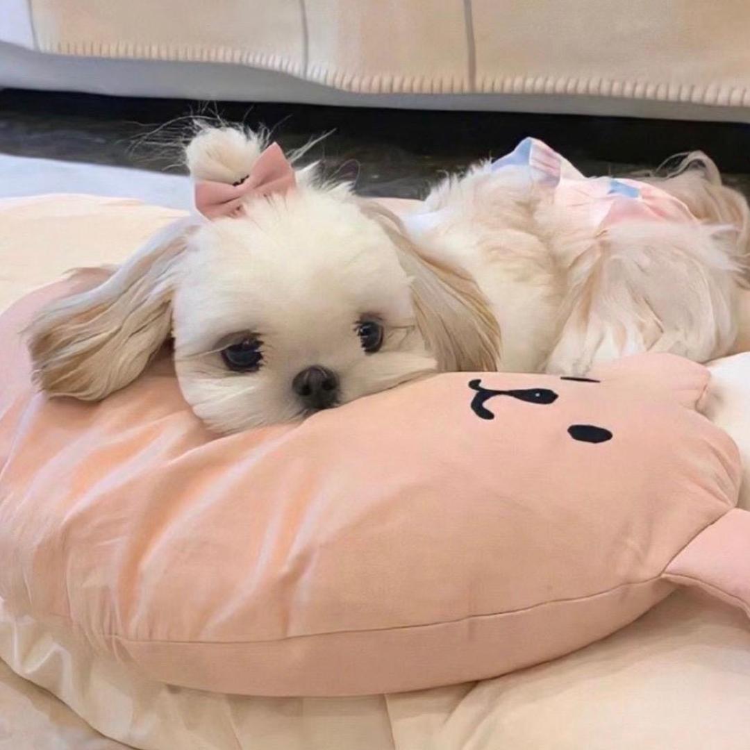 阿珍.