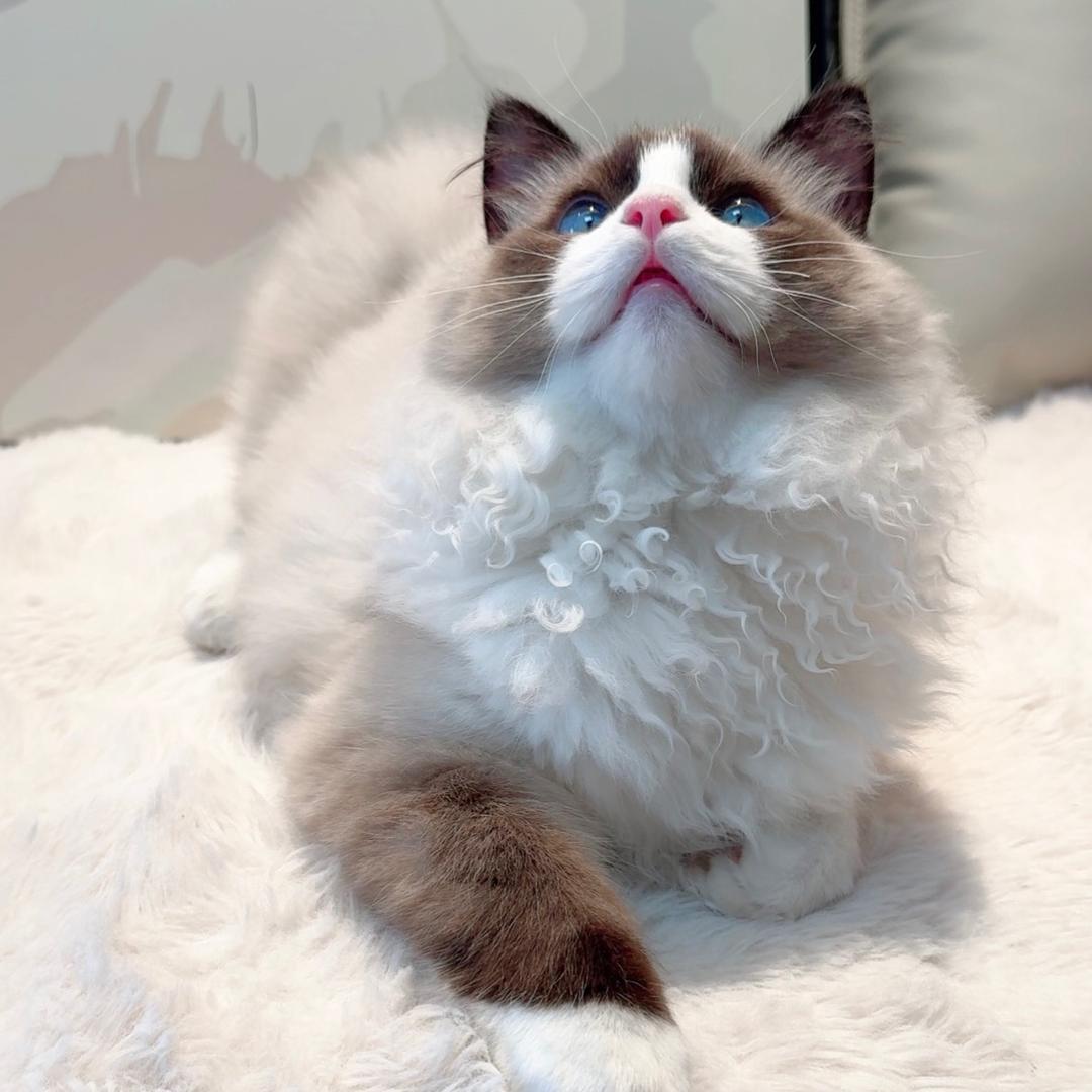 🐱猫肥家润