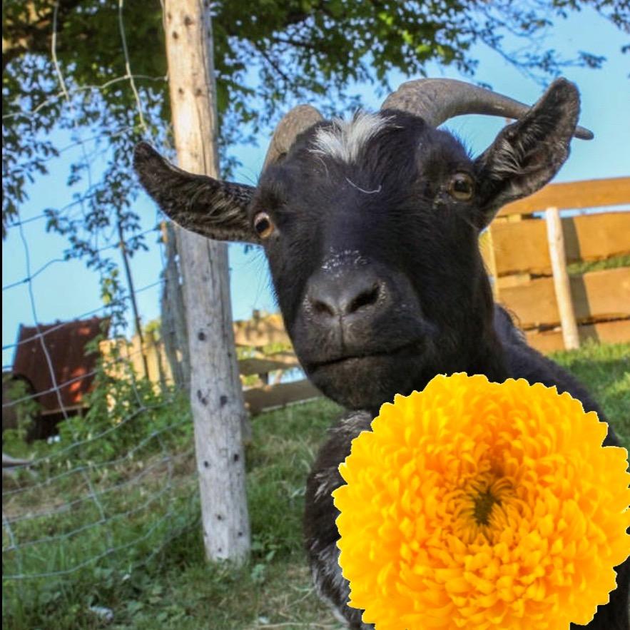 羊菊花🌼🏍️
