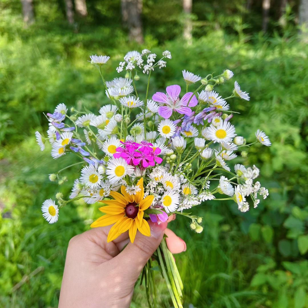 云间上种花🪴