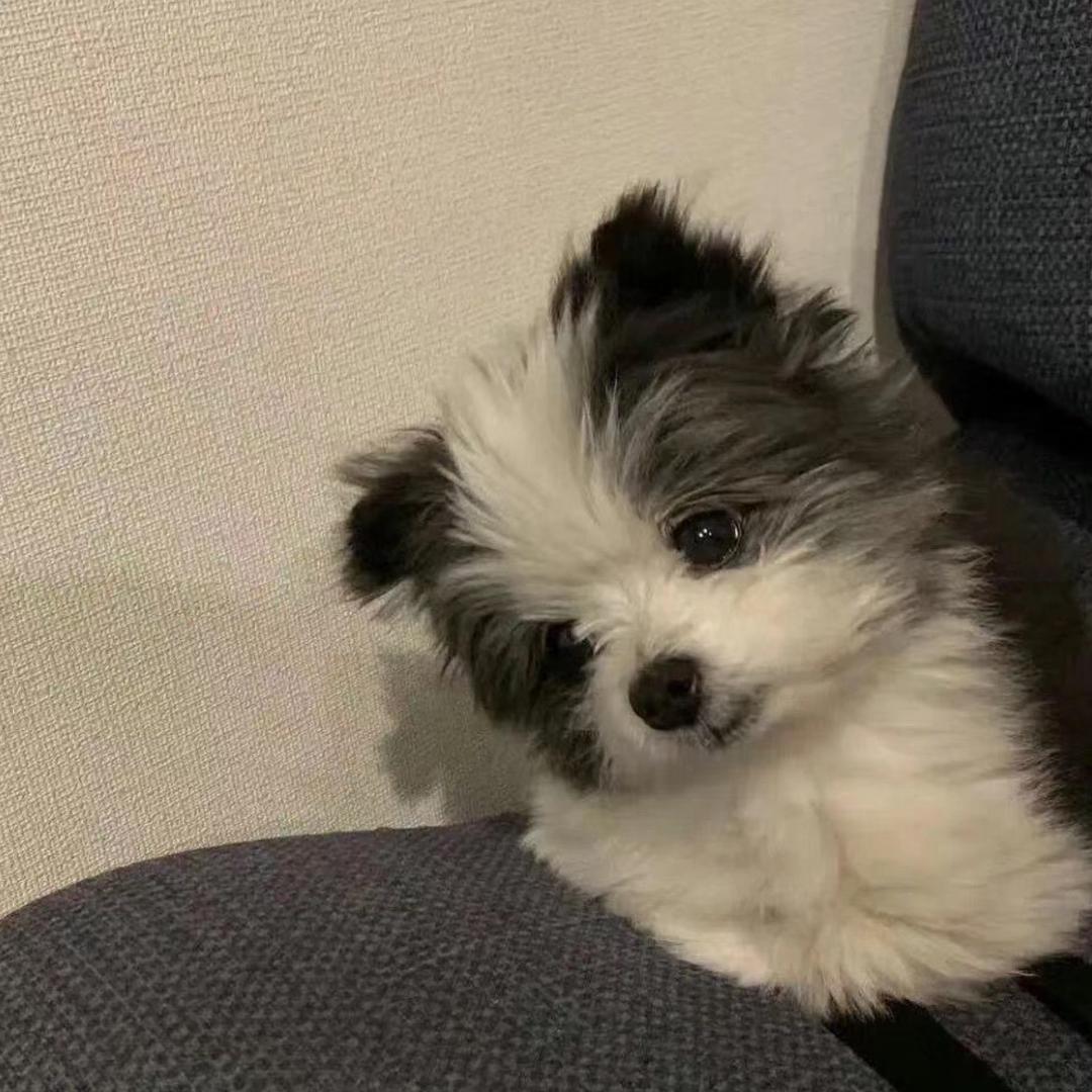 好好小易💭