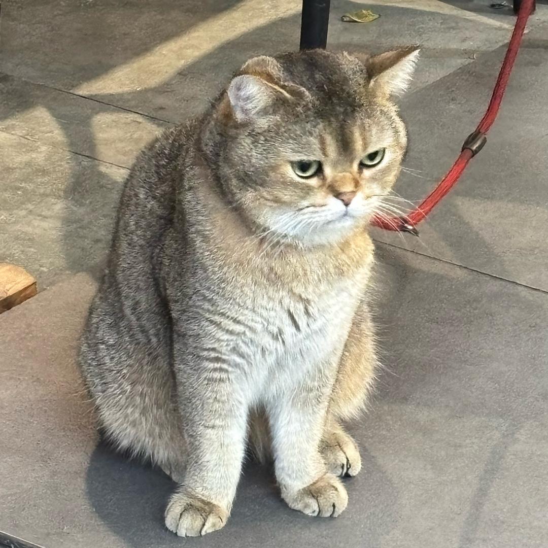 马马马赛赛赛克克克