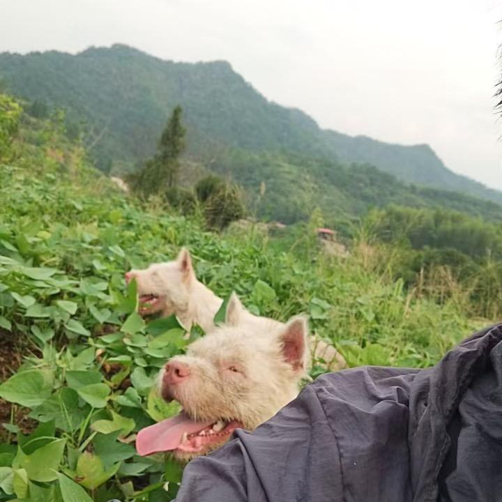 奔跑
