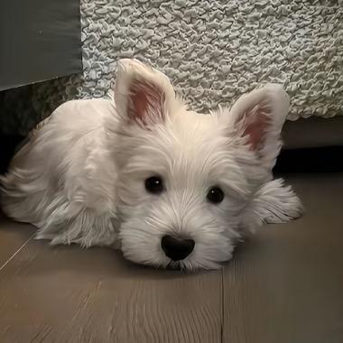 ^源味小鱼-