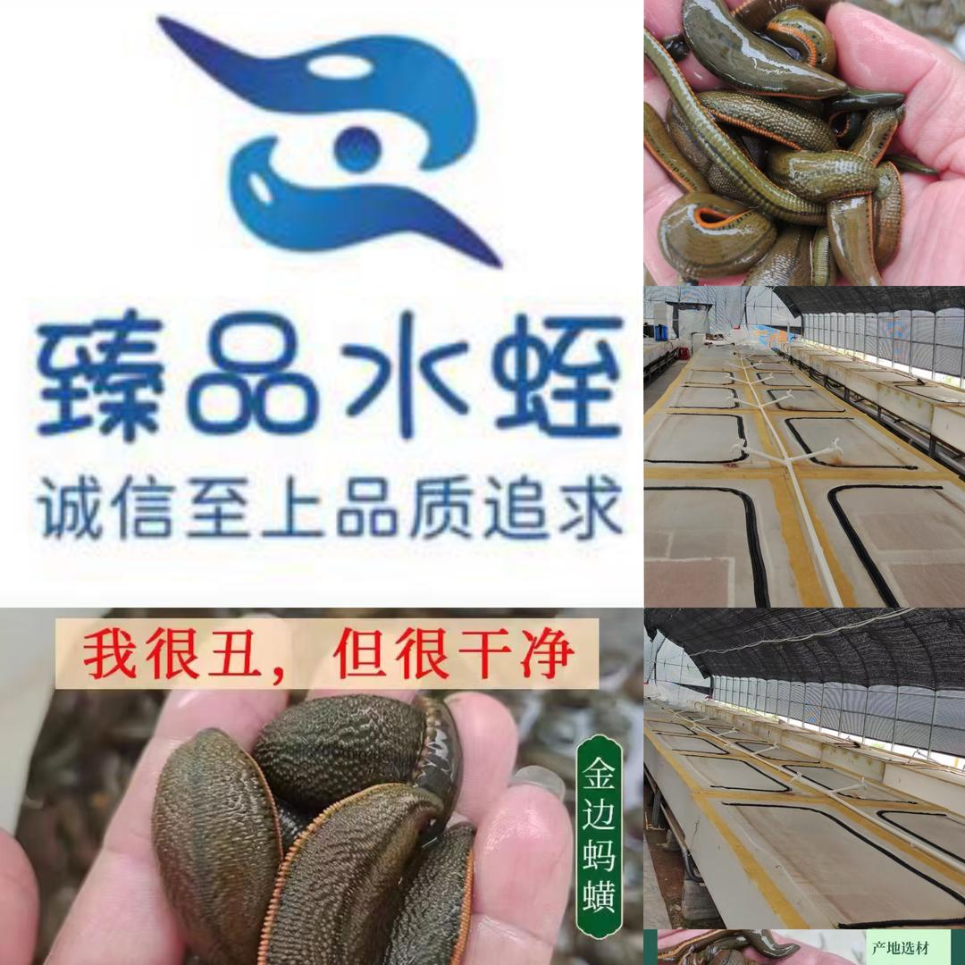 臻品水蛭超超
