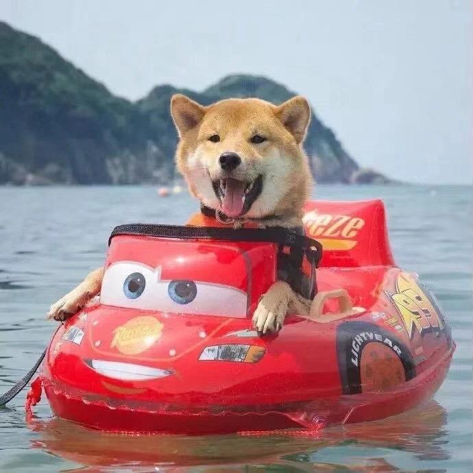 会游泳的狗