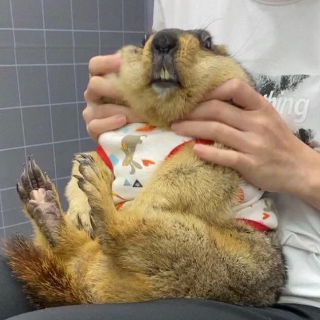 土拨猪