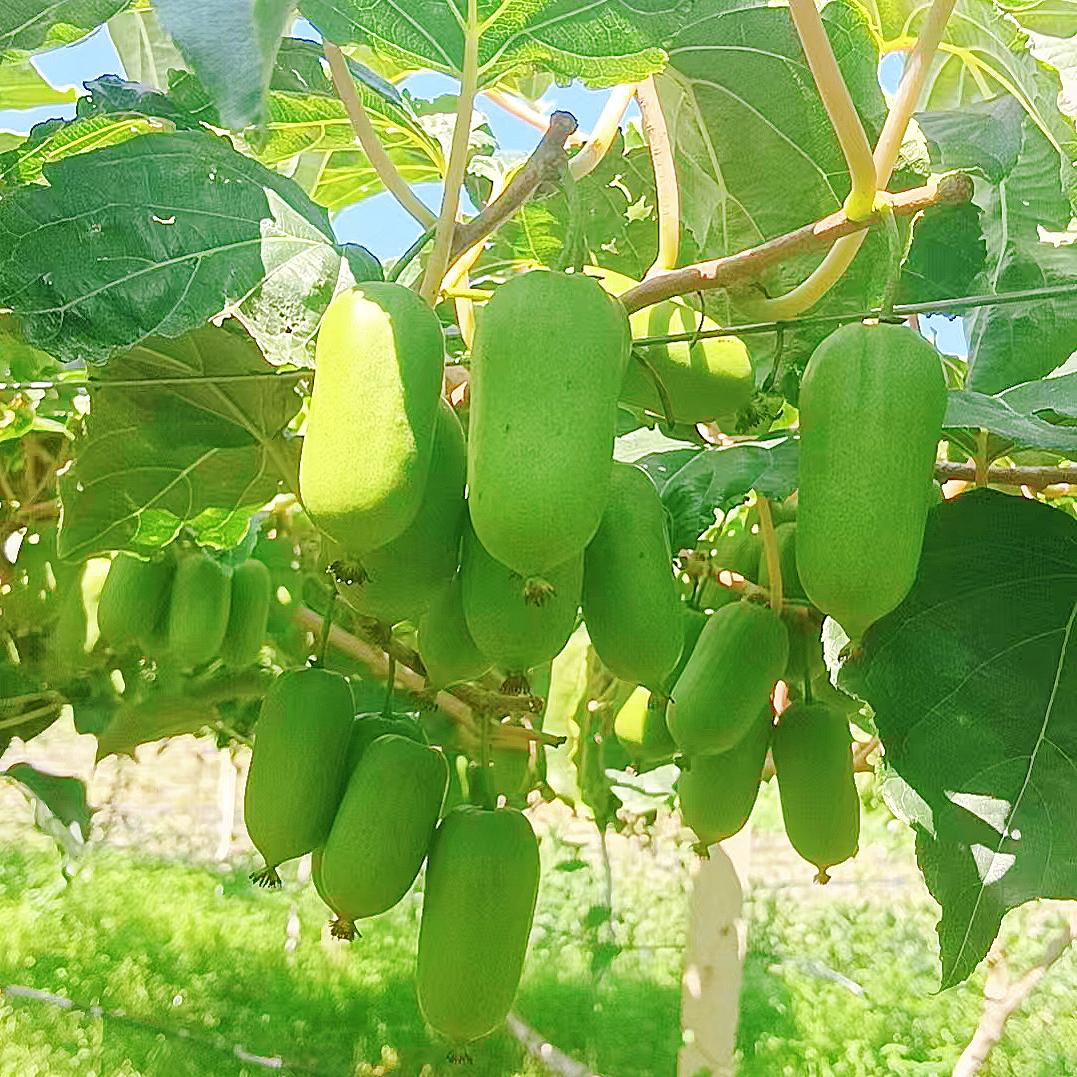 庄河市每果多滋干鲜水果门市部