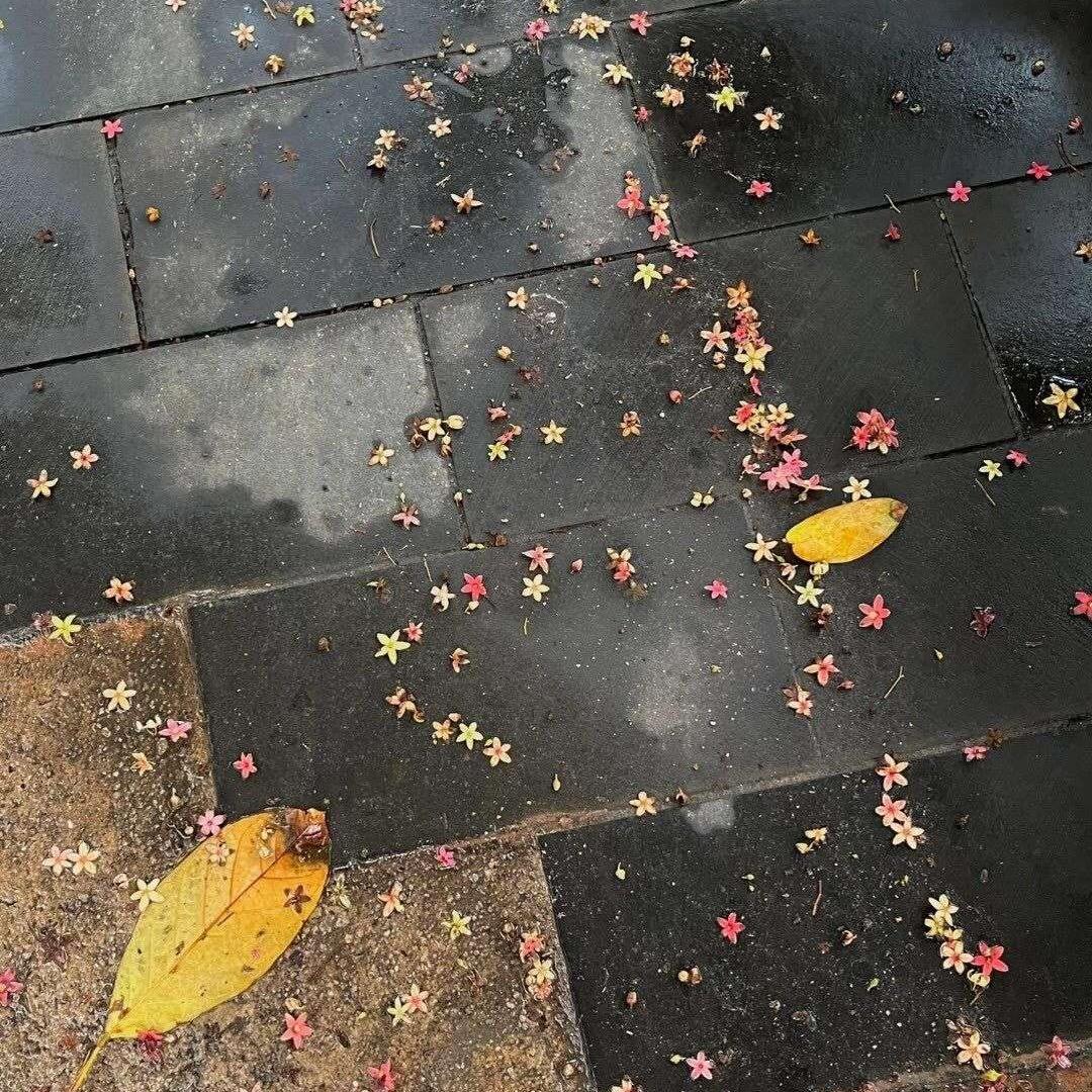 跟你有西红柿🍅吗