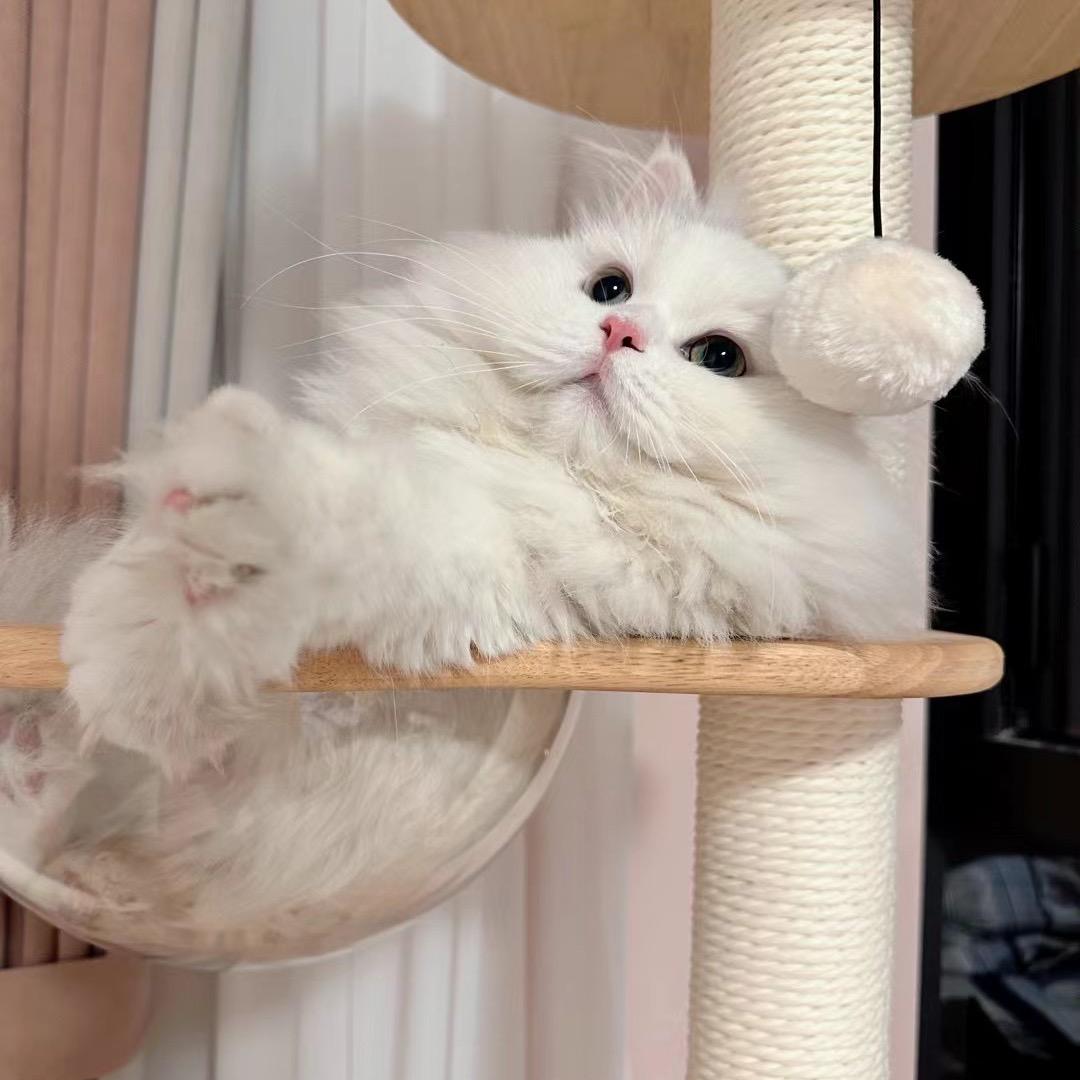 🍉奶一口小C瓜（🔝🎁）