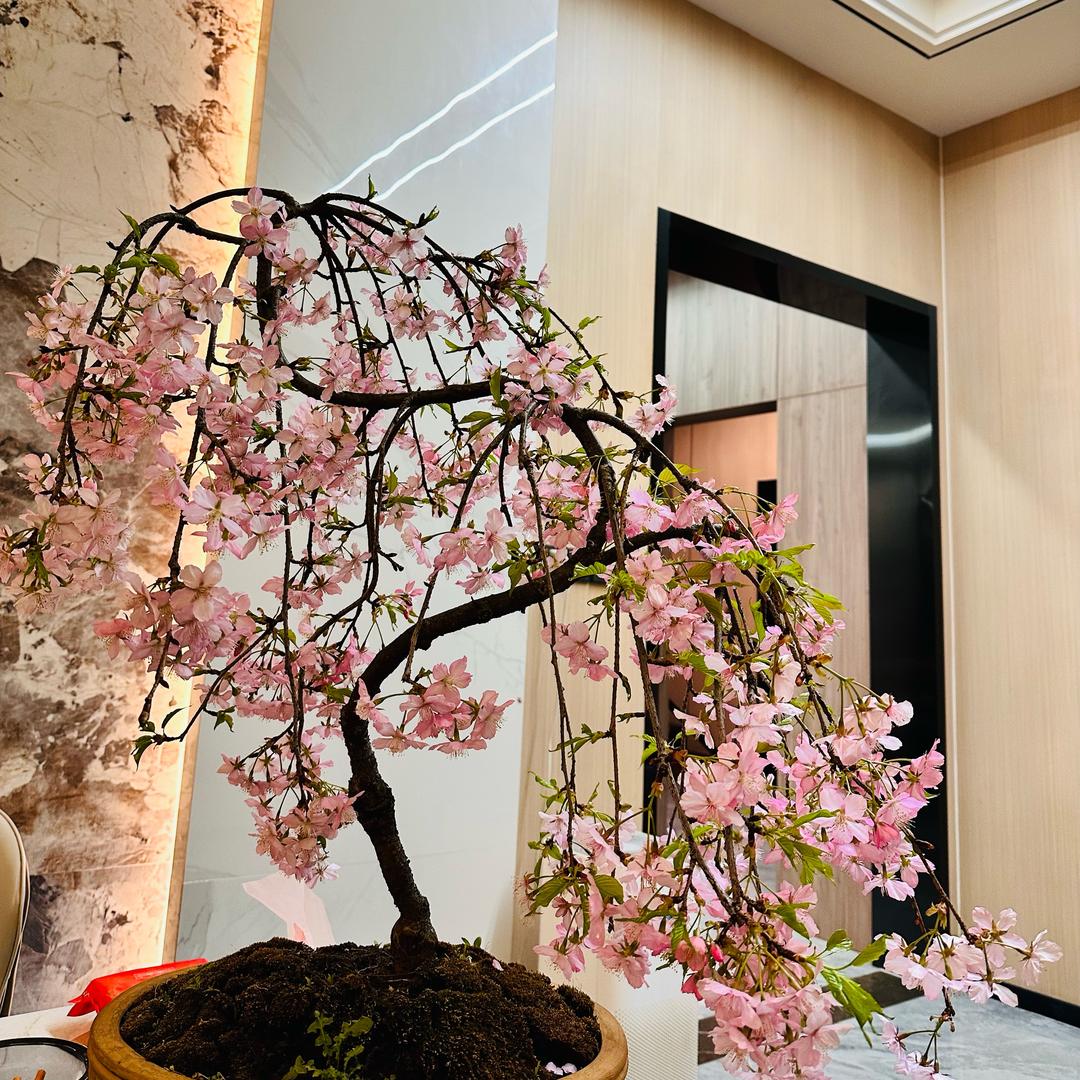 枫青杨盆景园艺