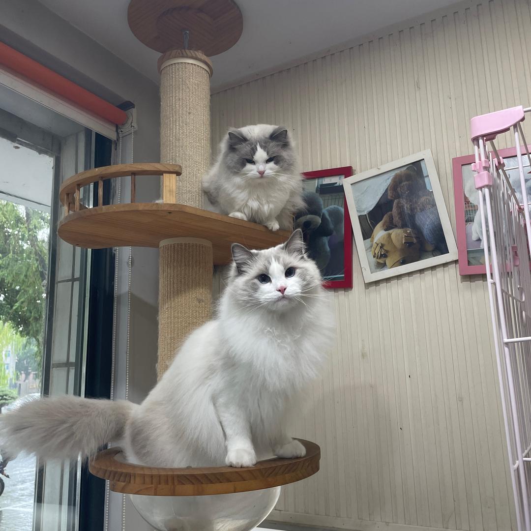 齐市富区优麻宠物