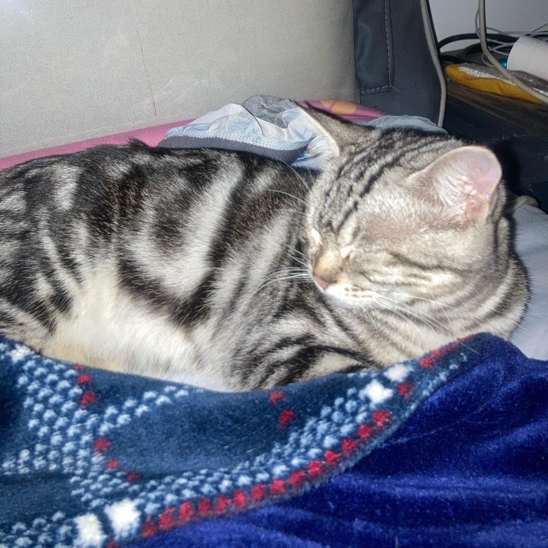 、小陈、晚会儿，桃子姐