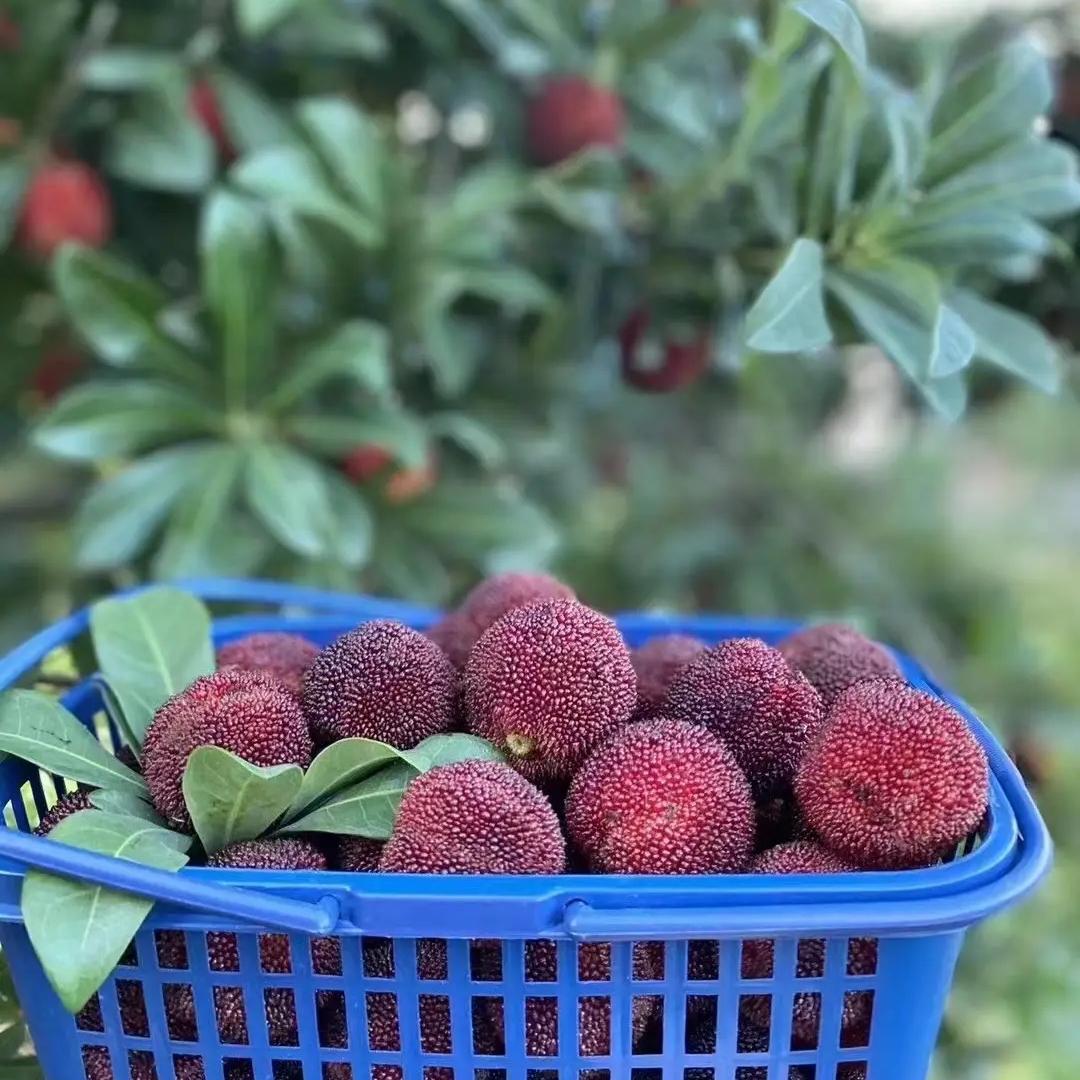 久久靖州杨梅精品甑选