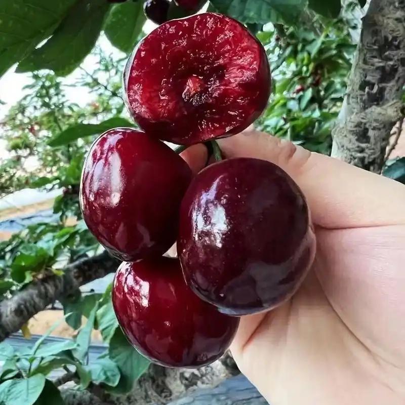 山东美早大樱桃基地