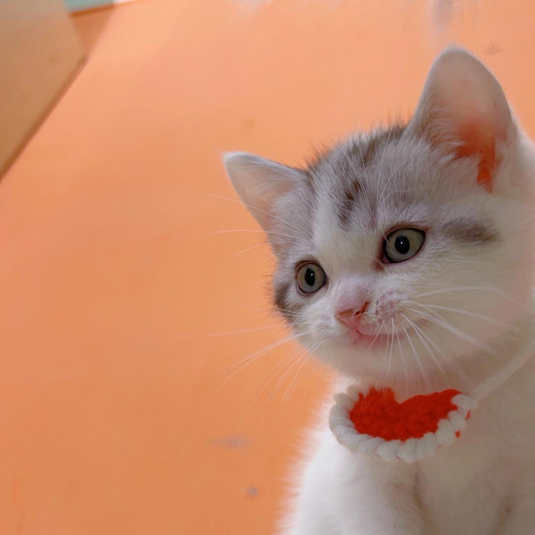 小二嘿的猫