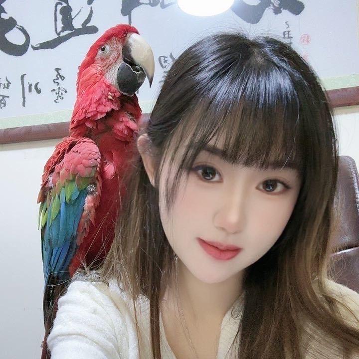 小鹦姐 (聚鹦堂）