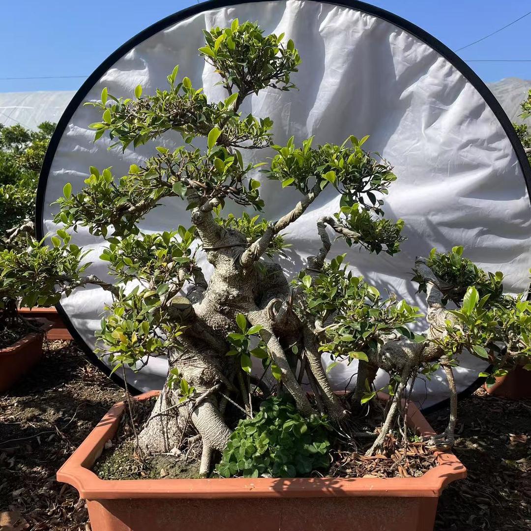 漳州虎皮台湾榕基地