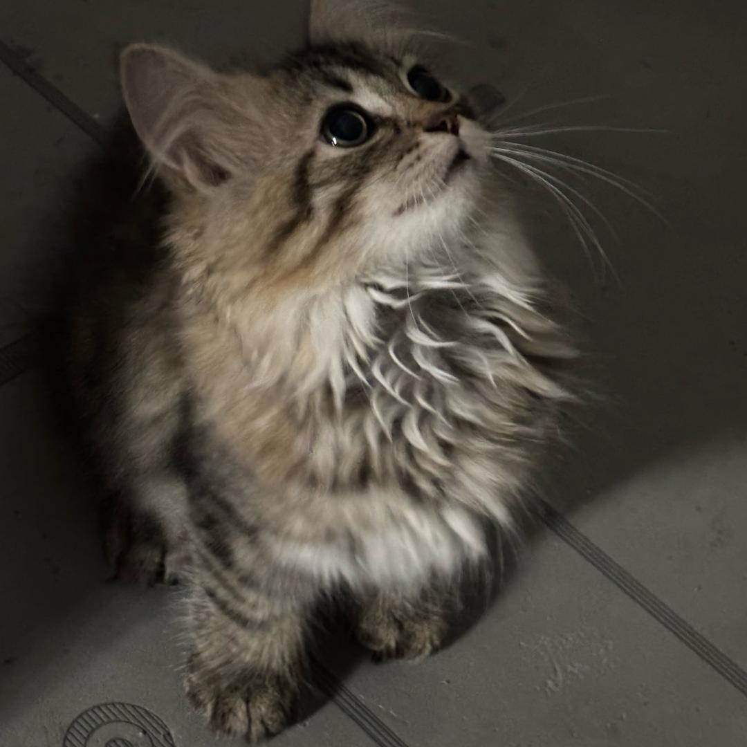 预