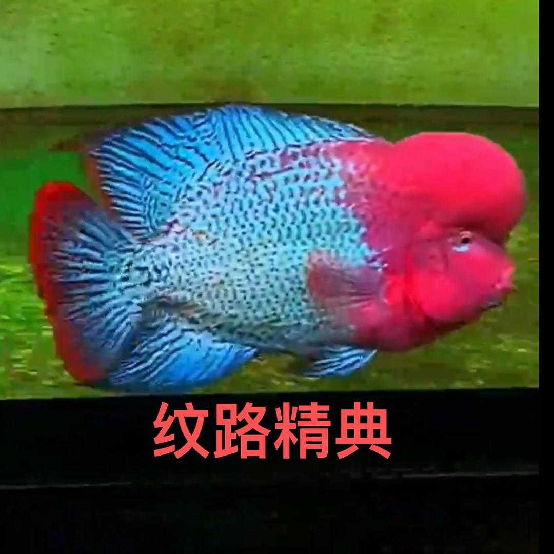 精罗门