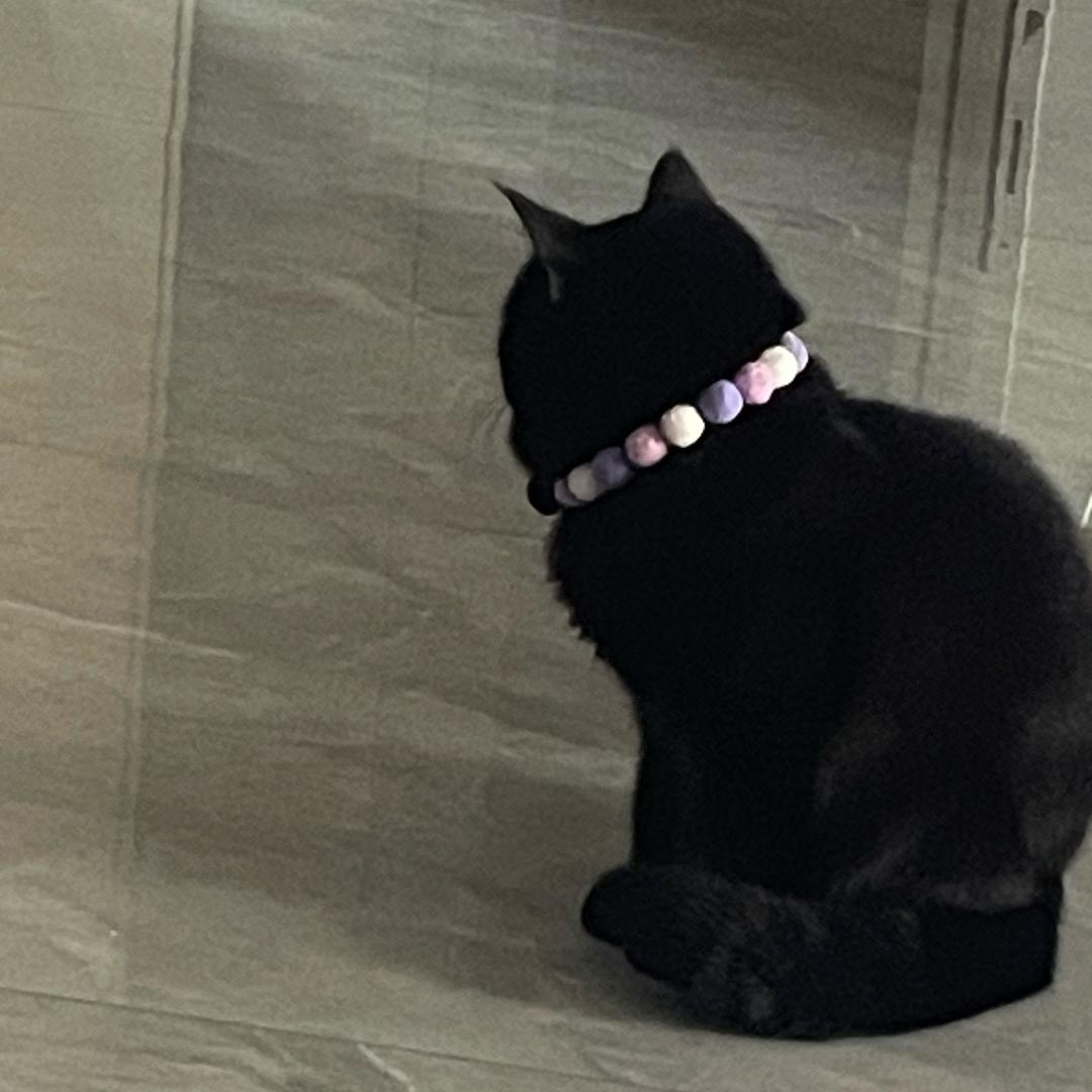 福哥是黑猫🐈‍⬛