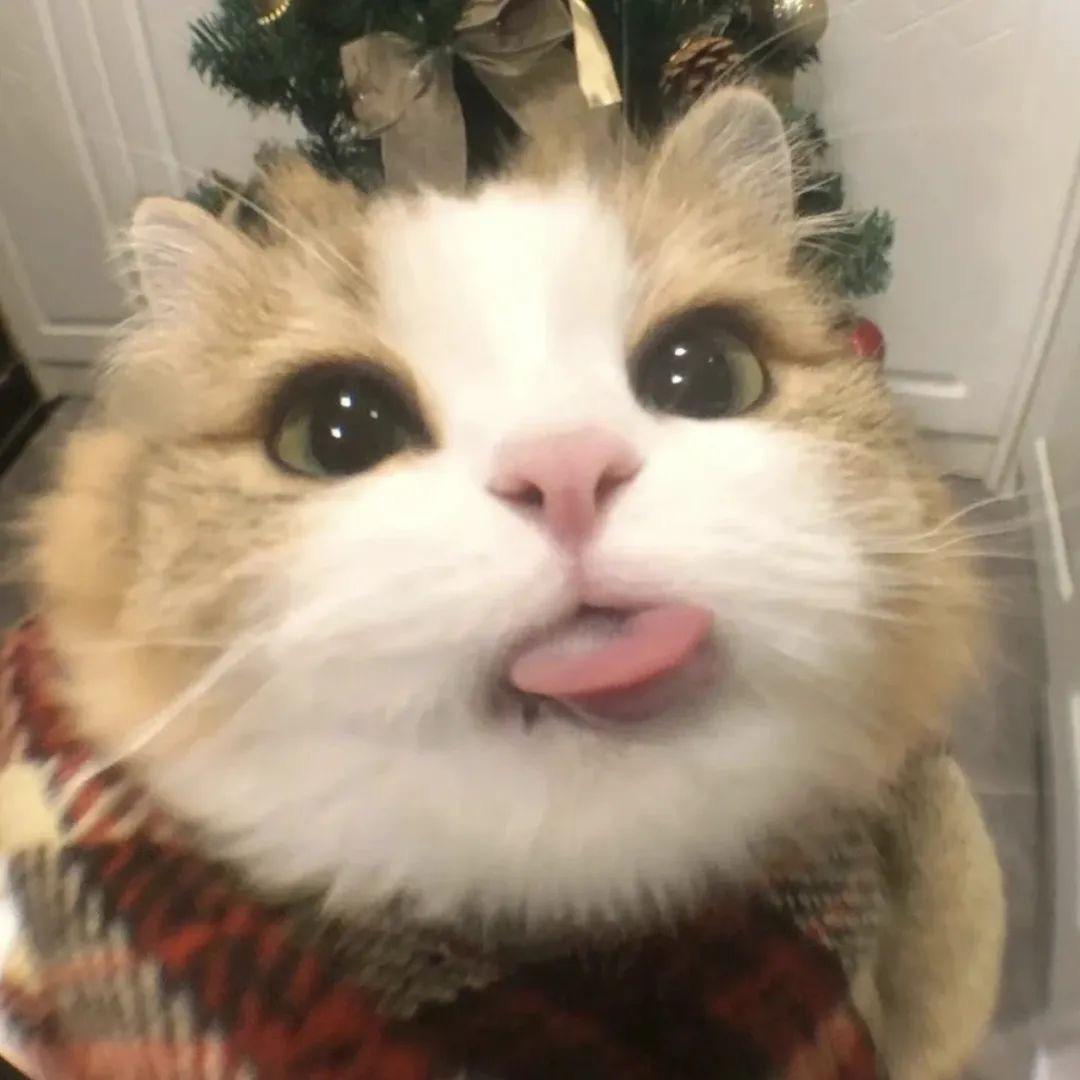 智绘梨