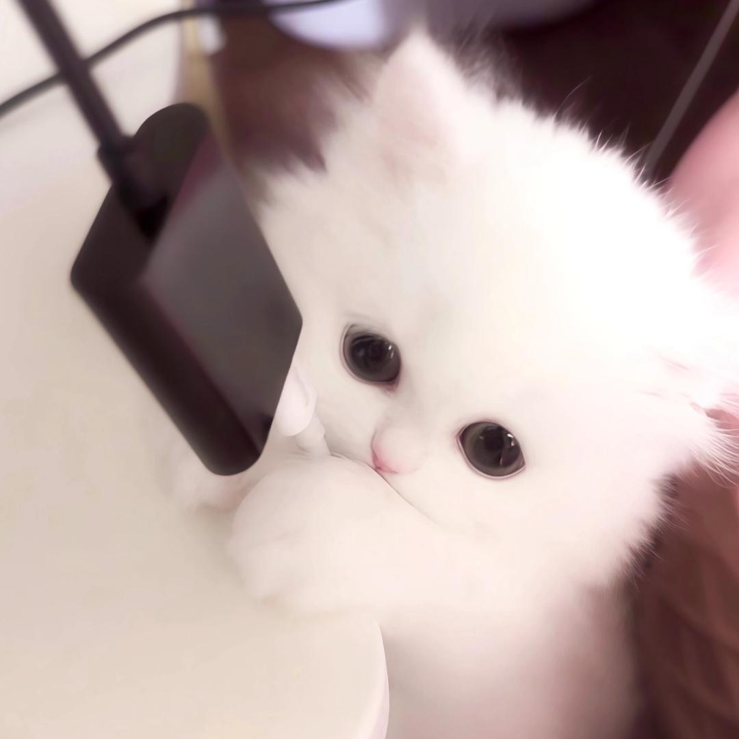 小茜