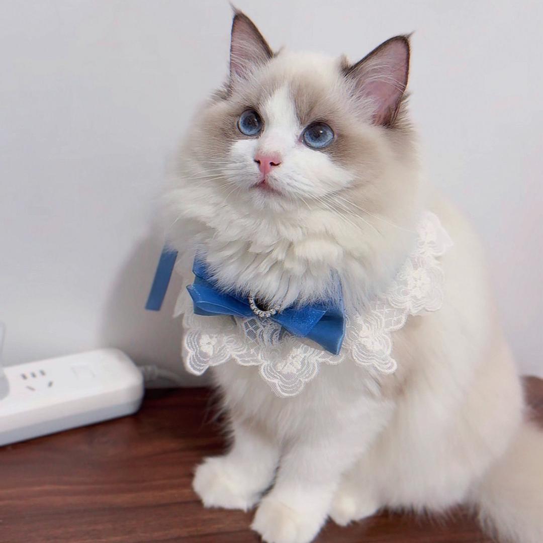 拾壹是枚小甜猫🍭