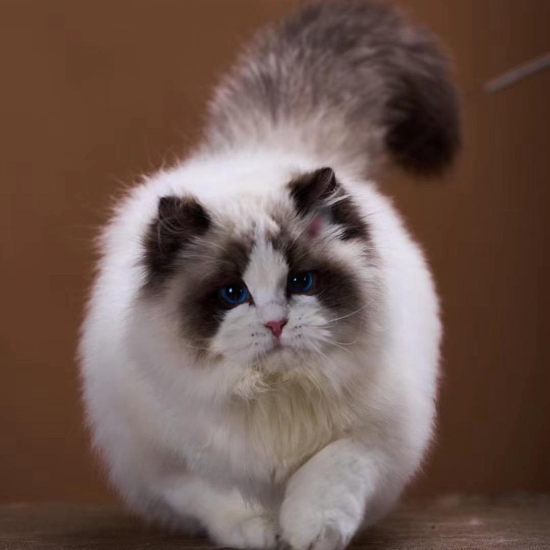 金诺布偶猫—小诗
